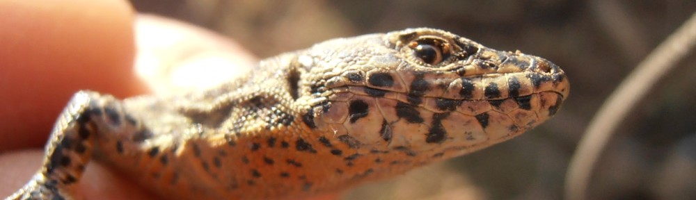 La feixa pedra seca (artesania amb pedra  seca i vímet)