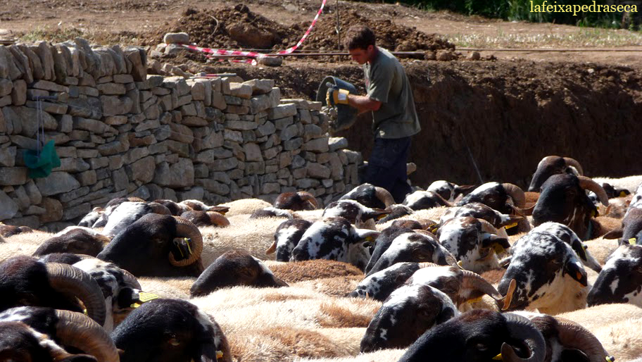 marjada darrera del ramat de xais