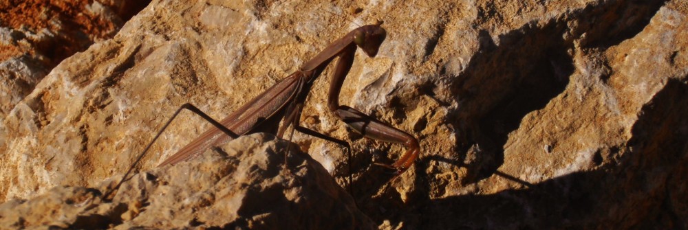 La feixa pedra seca (artesania amb pedra  seca i vímet)
