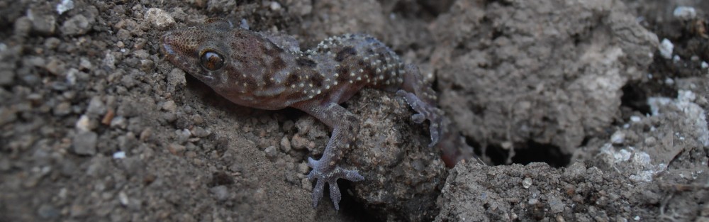 La feixa pedra seca (artesania amb pedra  seca i vímet)