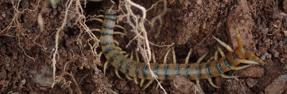 La feixa pedra seca (artesania amb pedra  seca i vímet)