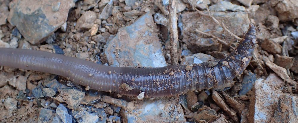La feixa pedra seca (artesania amb pedra  seca i vímet)