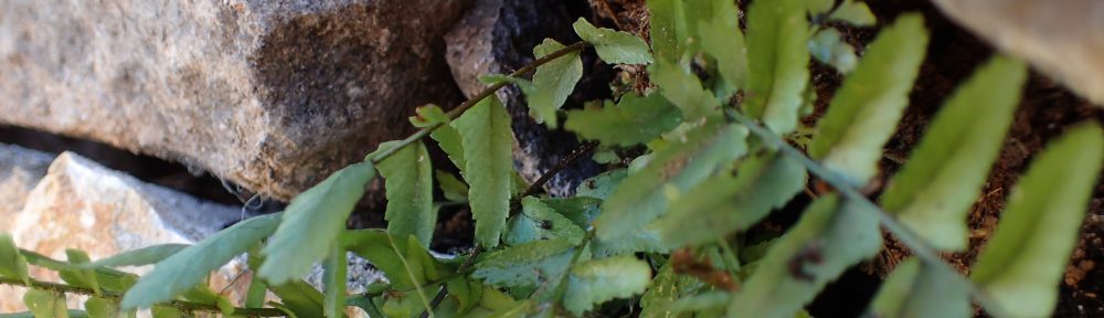 La feixa pedra seca (artesania amb pedra  seca i vímet)