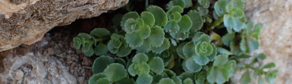 La feixa pedra seca (artesania amb pedra  seca i vímet)