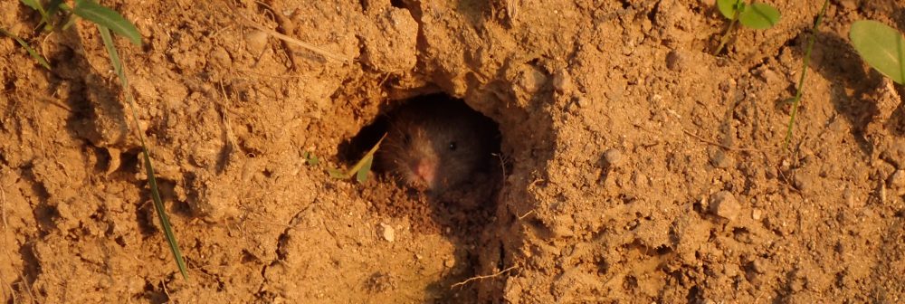 La feixa pedra seca (artesania amb pedra  seca i vímet)