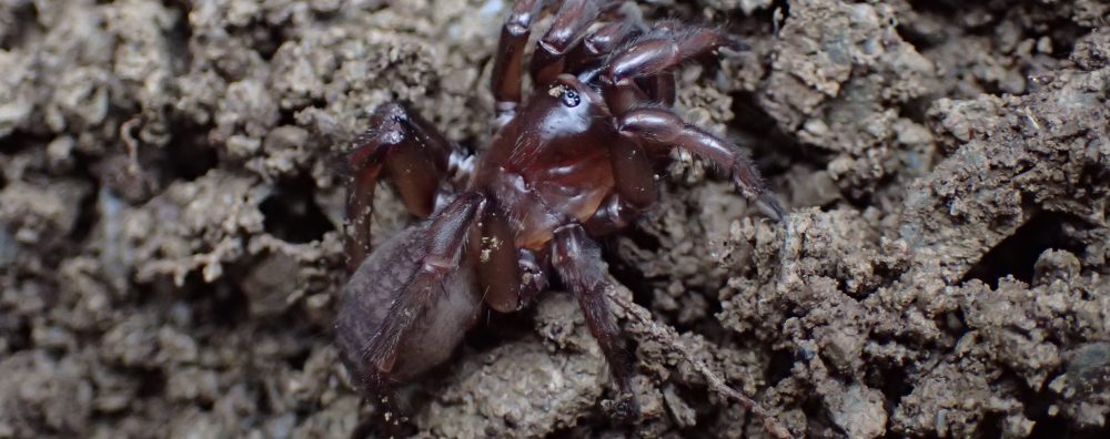 La feixa pedra seca (artesania amb pedra  seca i vímet)