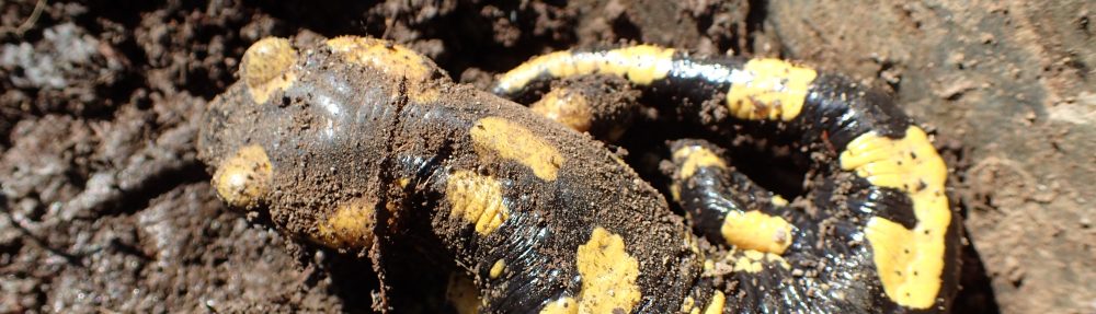 La feixa pedra seca (artesania amb pedra  seca i vímet)