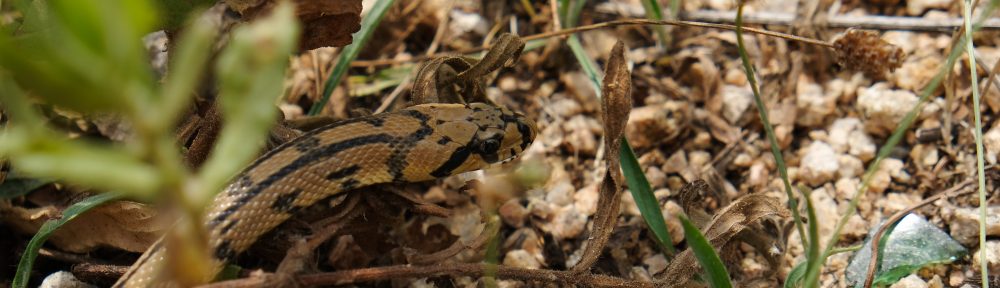 La feixa pedra seca (artesania amb pedra  seca i vímet)