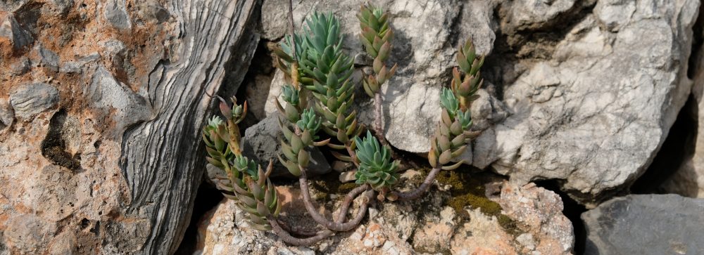 La feixa pedra seca (artesania amb pedra  seca i vímet)