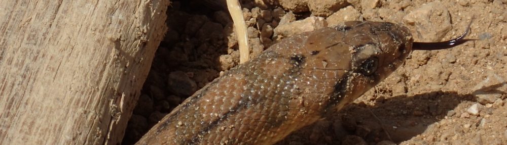 La feixa pedra seca (artesania amb pedra  seca i vímet)
