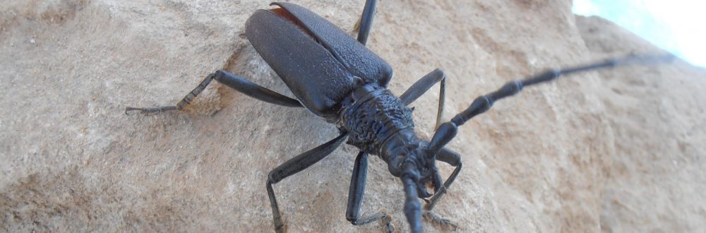 La feixa pedra seca (artesania amb pedra  seca i vímet)