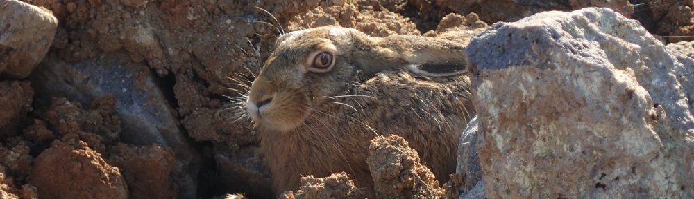 La feixa pedra seca (artesania amb pedra  seca i vímet)