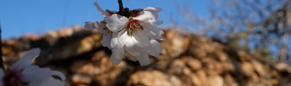 La feixa pedra seca (artesania amb pedra  seca i vímet)