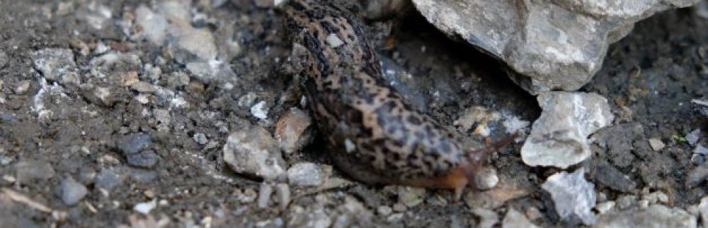 La feixa pedra seca (artesania amb pedra  seca i vímet)