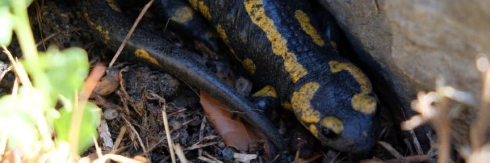 La feixa pedra seca (artesania amb pedra  seca i vímet)